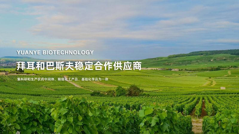 引物合成质量判断流程：关键步骤与标准解读