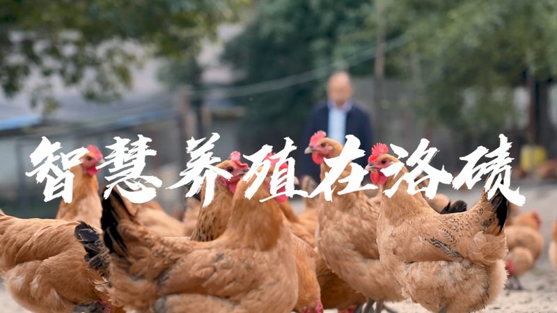 引物合成OD值，如何准确评估引物质量的关键指标**