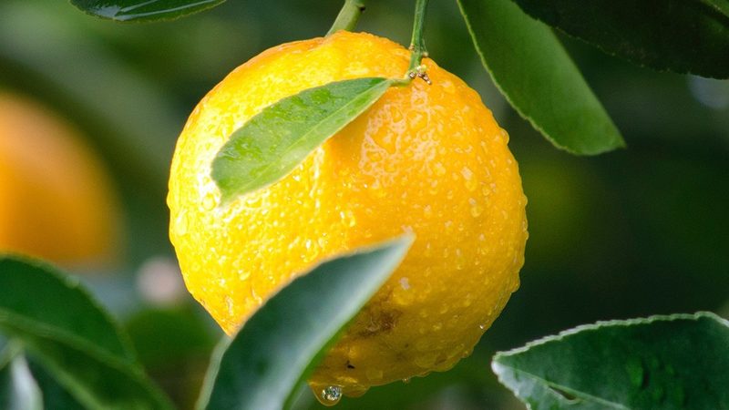 CDMO外包报价：揭秘影响报价的关键因素