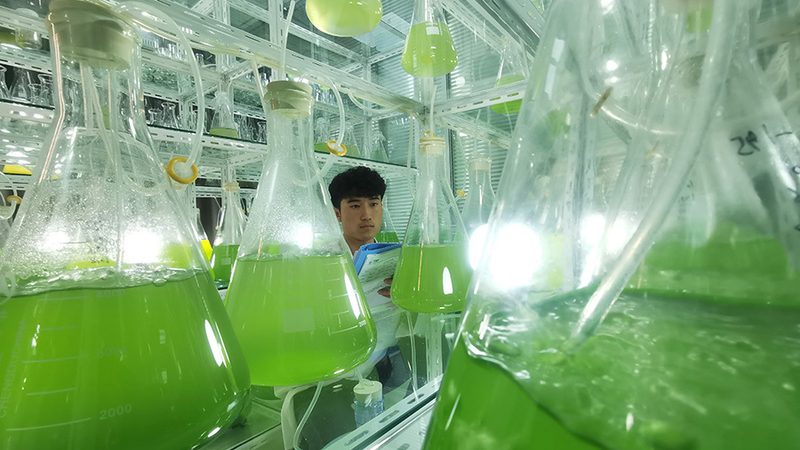 分子克隆中的得力助手：高保真聚合酶的选择与考量**